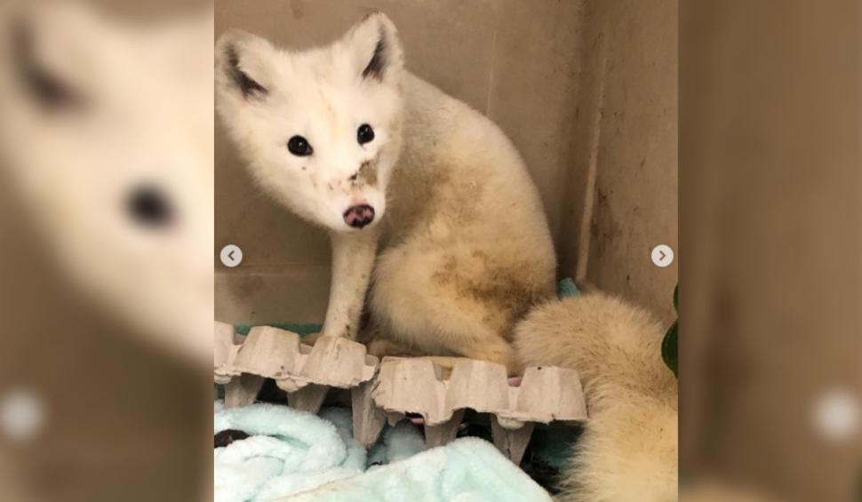 „Seamănă cu un cățeluș”. O vulpe polară salvată de pe stradă i-a uimit pe experţii în fauna sălbatică 931907