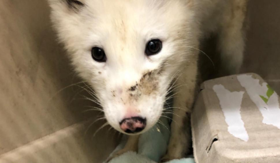 „Seamănă cu un cățeluș”. O vulpe polară salvată de pe stradă i-a uimit pe experţii în fauna sălbatică 931908