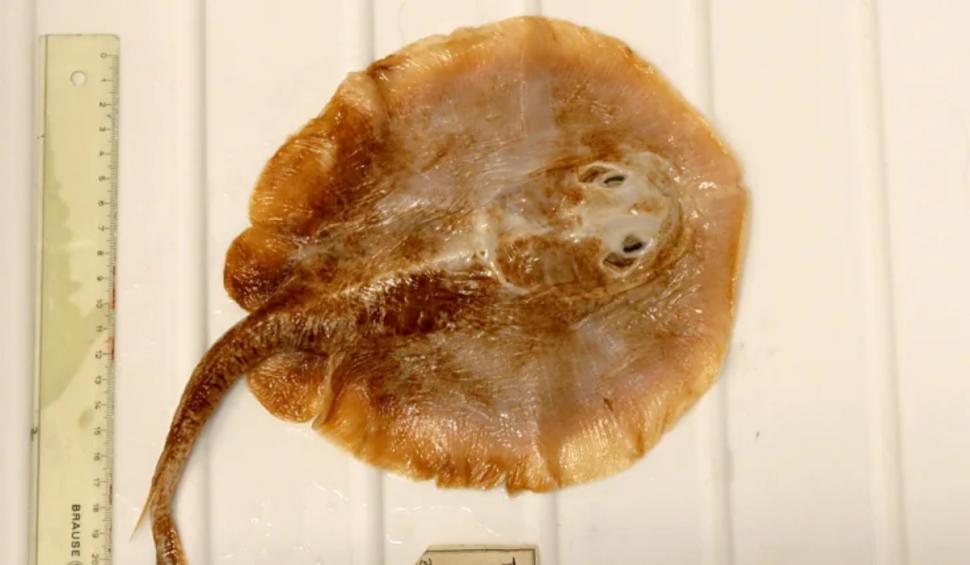 Povestea primului peşte marin care a dispărut din cauza oamenilor. A fost văzut ultima dată acum 160 de ani 931924