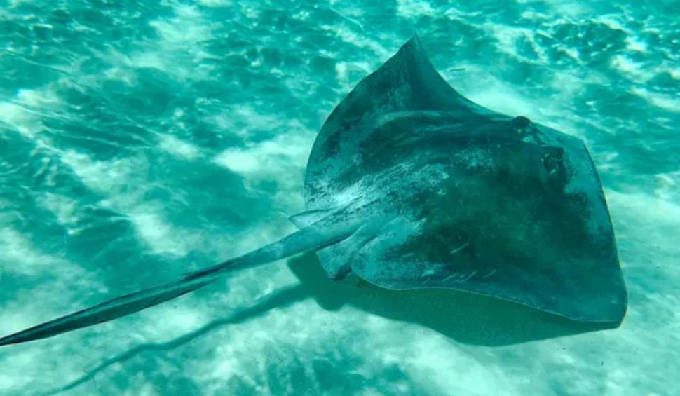 Povestea primului peşte marin care a dispărut din cauza oamenilor. A fost văzut ultima dată acum 160 de ani 931933