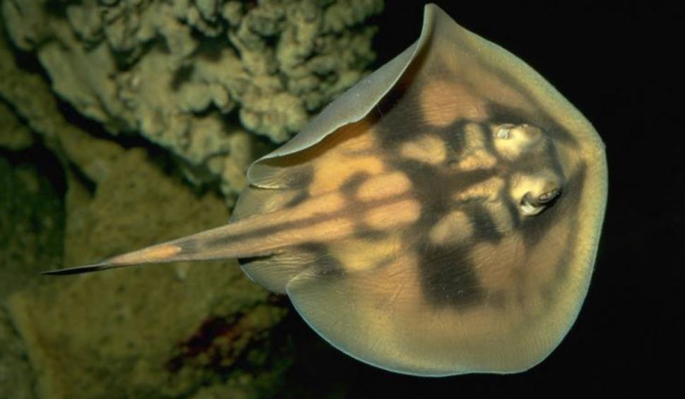 Povestea primului peşte marin care a dispărut din cauza oamenilor. A fost văzut ultima dată acum 160 de ani 931934