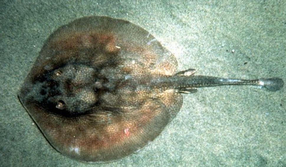 Povestea primului peşte marin care a dispărut din cauza oamenilor. A fost văzut ultima dată acum 160 de ani 931935