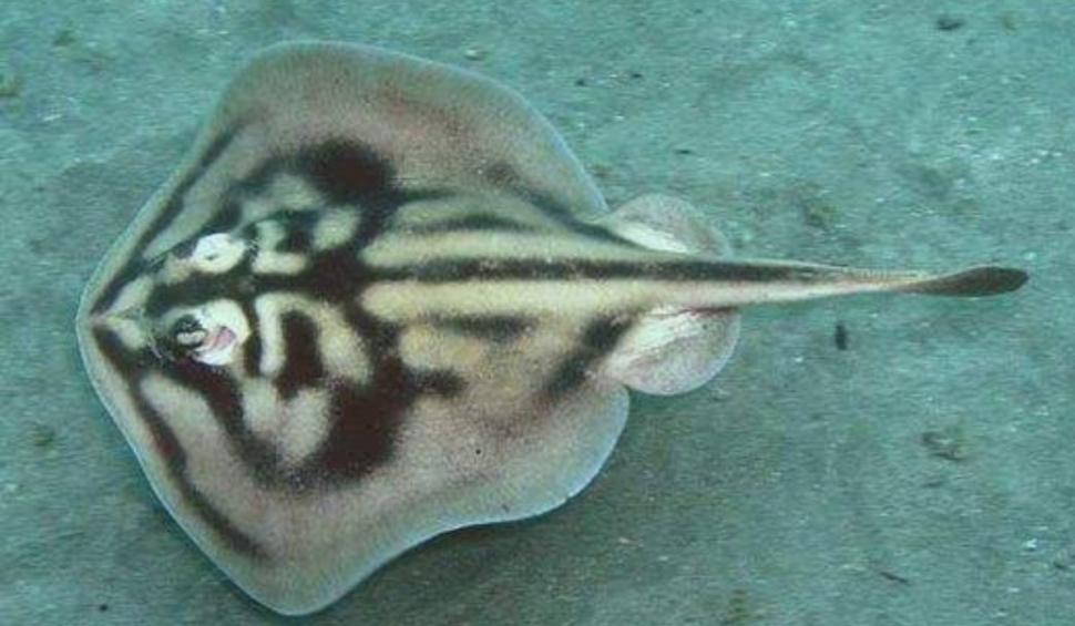 Povestea primului peşte marin care a dispărut din cauza oamenilor. A fost văzut ultima dată acum 160 de ani 931936