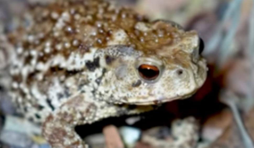 O nouă specie de broască a uimit lumea ştiinţifică. Are 6,95 mm şi este a doua cea mai mică vertebrată din lume 932250