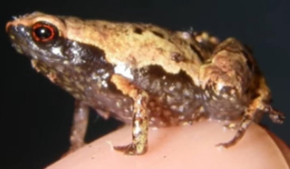 O nouă specie de broască a uimit lumea ştiinţifică. Are 6,95 mm şi este a doua cea mai mică vertebrată din lume 932251
