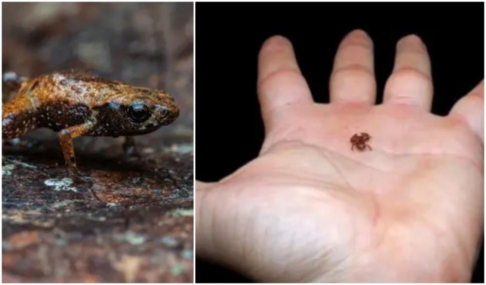 O nouă specie de broască a uimit lumea ştiinţifică. Are 6,95 mm şi este a doua cea mai mică vertebrată din lume 932252