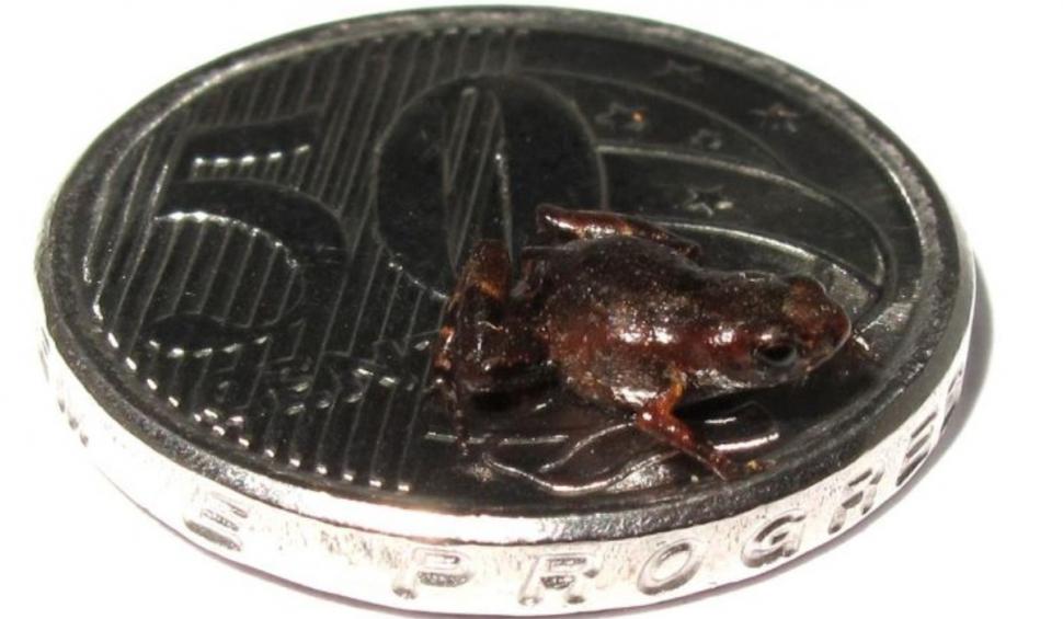 O nouă specie de broască a uimit lumea ştiinţifică. Are 6,95 mm şi este a doua cea mai mică vertebrată din lume 932253