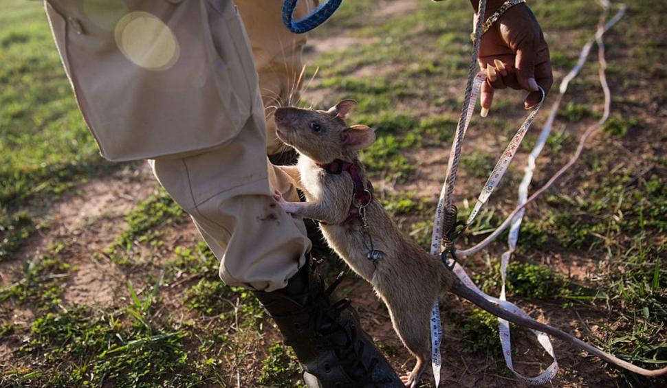 Locul unde șobolanii giganți sunt antrenați pentru a detecta traficul ilegal de specii protejate 932266