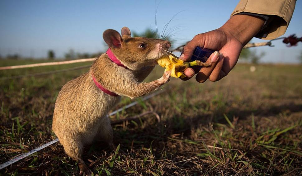 Locul unde șobolanii giganți sunt antrenați pentru a detecta traficul ilegal de specii protejate 932267