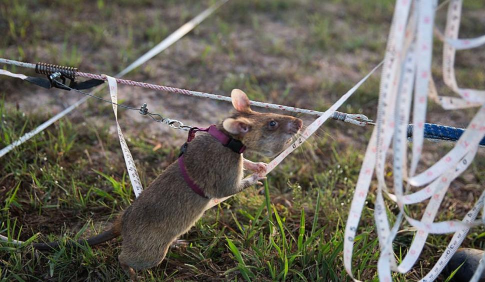 Locul unde șobolanii giganți sunt antrenați pentru a detecta traficul ilegal de specii protejate 932268