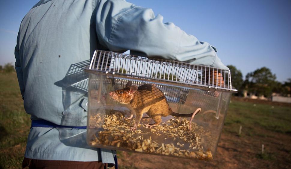 Locul unde șobolanii giganți sunt antrenați pentru a detecta traficul ilegal de specii protejate 932269