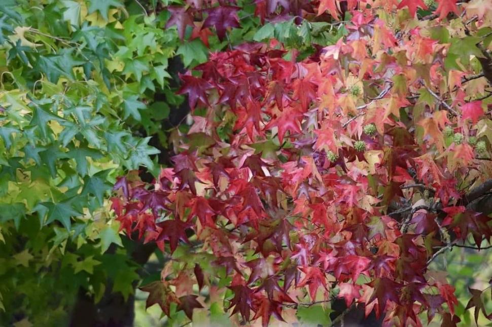 „Avem o specie de copac de acum 409 ani!”: Bulevardul din București unde poate fi admirat „arborele de gumă” în culorile toamnei 932809