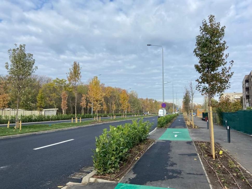 „Avem o specie de copac de acum 409 ani!”: Bulevardul din București unde poate fi admirat „arborele de gumă” în culorile toamnei 932810