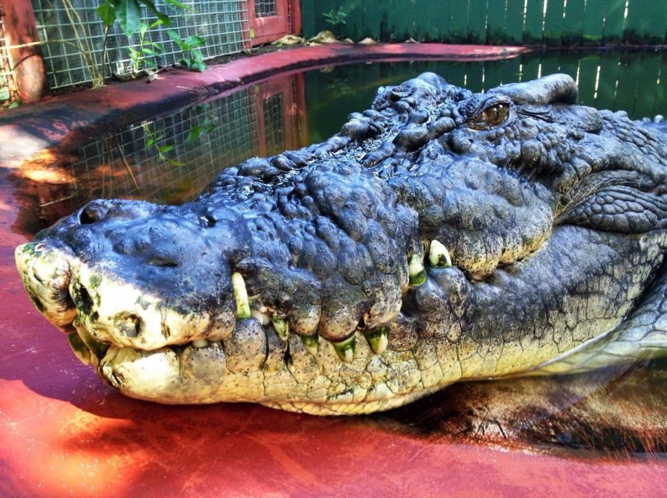 Cel mai mare crocodil aflat în captivitate a murit la vârsta de peste 110 ani. "Ne va fi foarte dor de Cassius" 932939