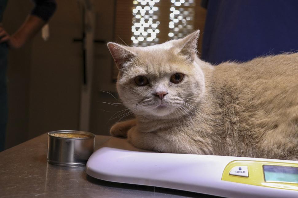 O pisica pofticioasă s-a apucat de pilates ca să slăbească. Ce include programul personalizat pe care i l-a făcut veterinarul 933338