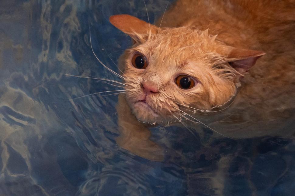 O pisica pofticioasă s-a apucat de pilates ca să slăbească. Ce include programul personalizat pe care i l-a făcut veterinarul 933340