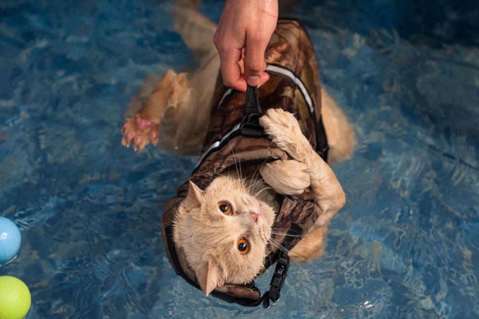 O pisica pofticioasă s-a apucat de pilates ca să slăbească. Ce include programul personalizat pe care i l-a făcut veterinarul 933341