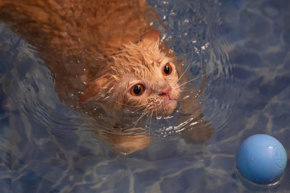 O pisica pofticioasă s-a apucat de pilates ca să slăbească. Ce include programul personalizat pe care i l-a făcut veterinarul 933343