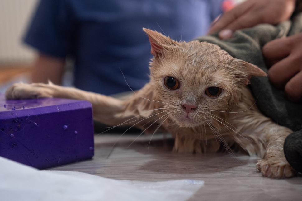 O pisica pofticioasă s-a apucat de pilates ca să slăbească. Ce include programul personalizat pe care i l-a făcut veterinarul 933344