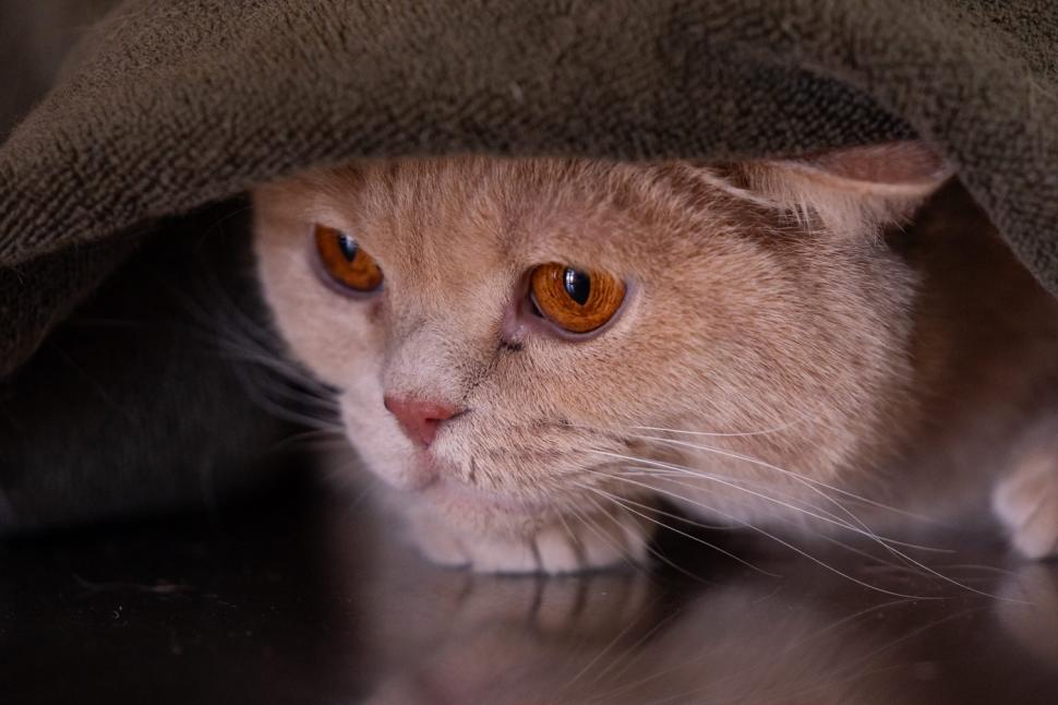 O pisica pofticioasă s-a apucat de pilates ca să slăbească. Ce include programul personalizat pe care i l-a făcut veterinarul 933345