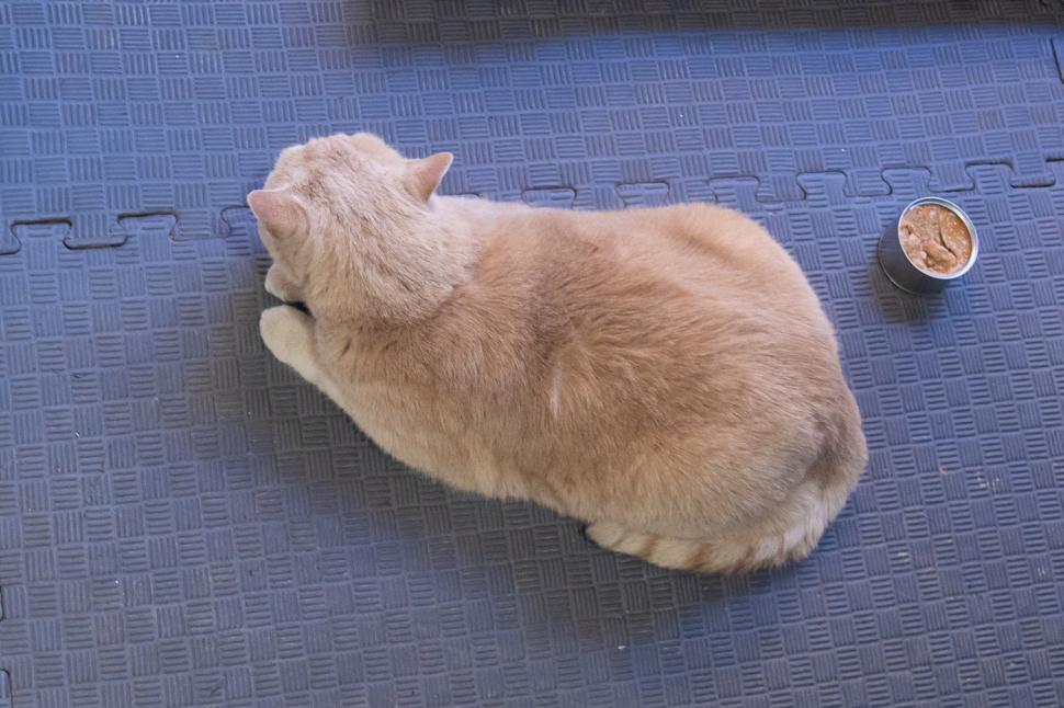 O pisica pofticioasă s-a apucat de pilates ca să slăbească. Ce include programul personalizat pe care i l-a făcut veterinarul 933346