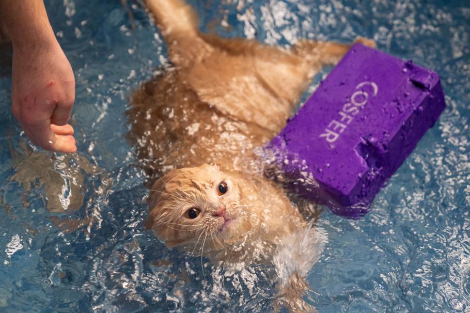 O pisica pofticioasă s-a apucat de pilates ca să slăbească. Ce include programul personalizat pe care i l-a făcut veterinarul 933347