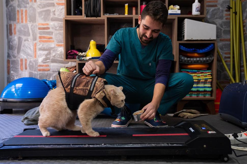 O pisica pofticioasă s-a apucat de pilates ca să slăbească. Ce include programul personalizat pe care i l-a făcut veterinarul 933348