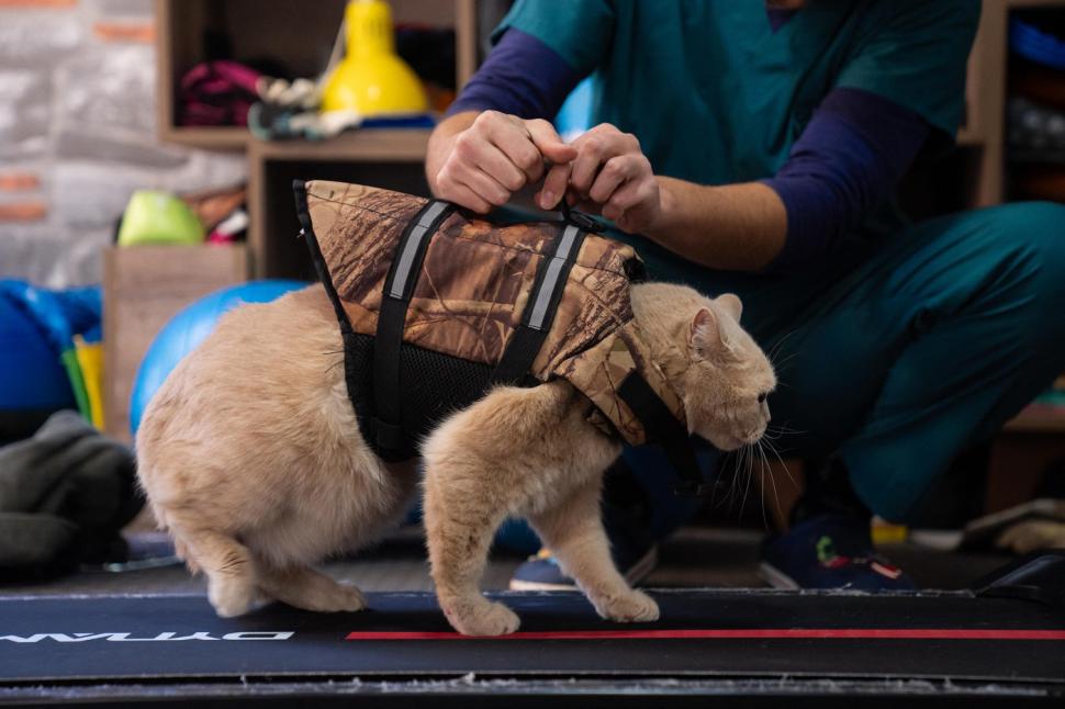 O pisica pofticioasă s-a apucat de pilates ca să slăbească. Ce include programul personalizat pe care i l-a făcut veterinarul 933349