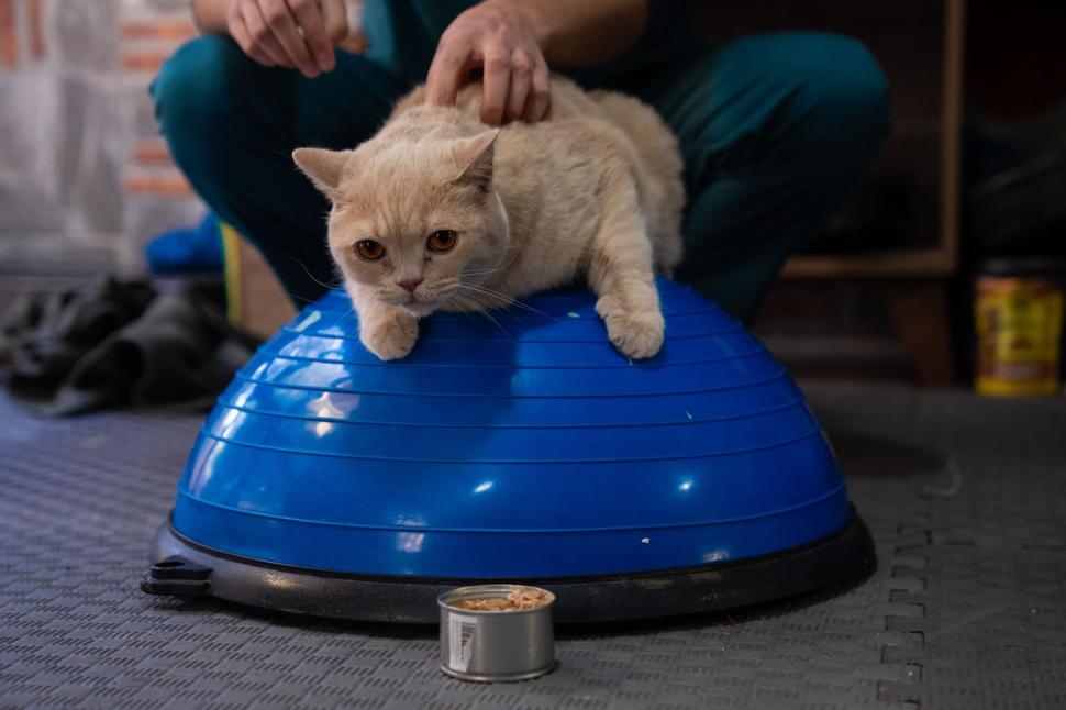 O pisica pofticioasă s-a apucat de pilates ca să slăbească. Ce include programul personalizat pe care i l-a făcut veterinarul 933350