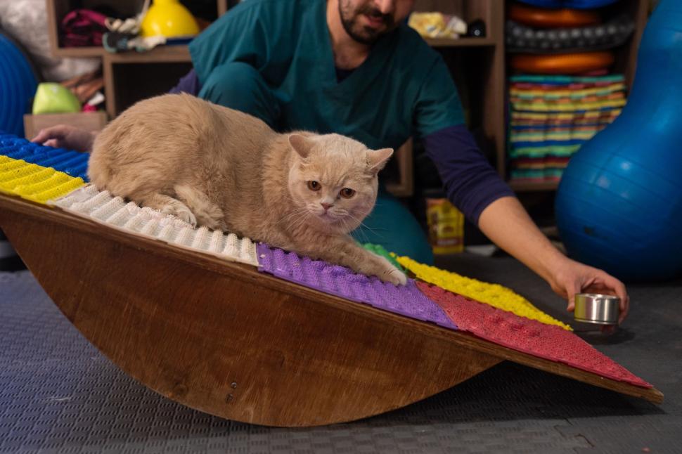 O pisica pofticioasă s-a apucat de pilates ca să slăbească. Ce include programul personalizat pe care i l-a făcut veterinarul 933351