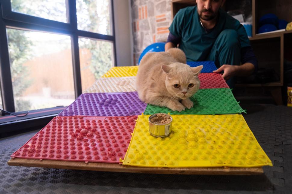 O pisica pofticioasă s-a apucat de pilates ca să slăbească. Ce include programul personalizat pe care i l-a făcut veterinarul 933352