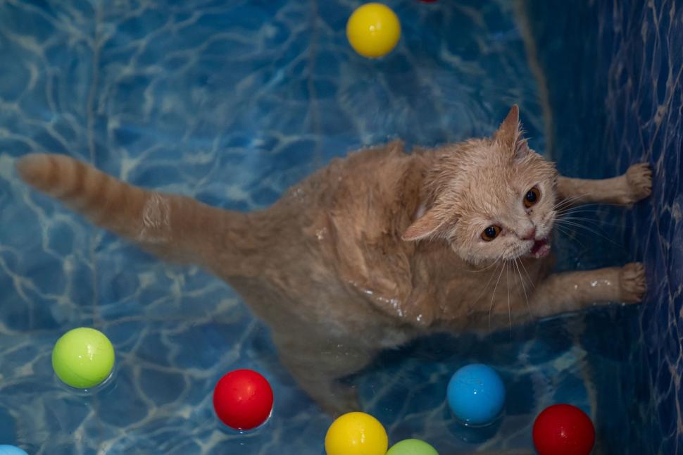 O pisica pofticioasă s-a apucat de pilates ca să slăbească. Ce include programul personalizat pe care i l-a făcut veterinarul 933353