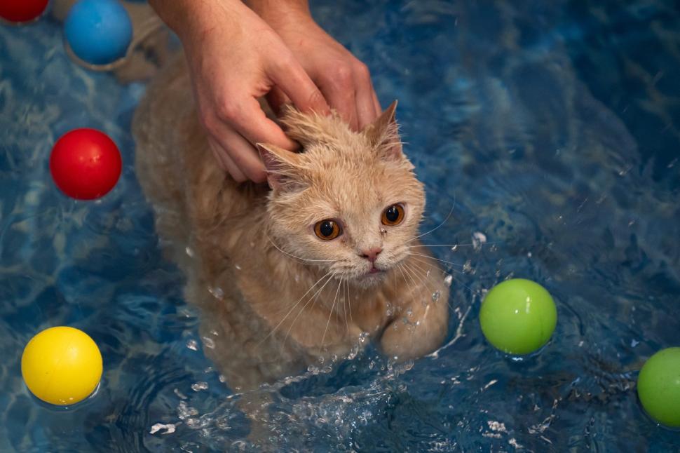 O pisica pofticioasă s-a apucat de pilates ca să slăbească. Ce include programul personalizat pe care i l-a făcut veterinarul 933354