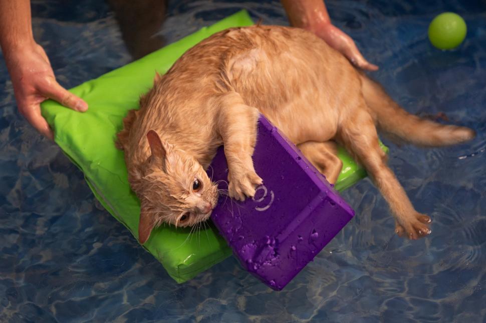 O pisica pofticioasă s-a apucat de pilates ca să slăbească. Ce include programul personalizat pe care i l-a făcut veterinarul 933355