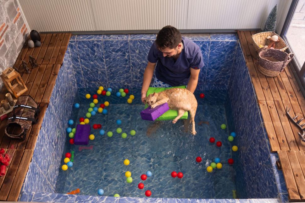 O pisica pofticioasă s-a apucat de pilates ca să slăbească. Ce include programul personalizat pe care i l-a făcut veterinarul 933356