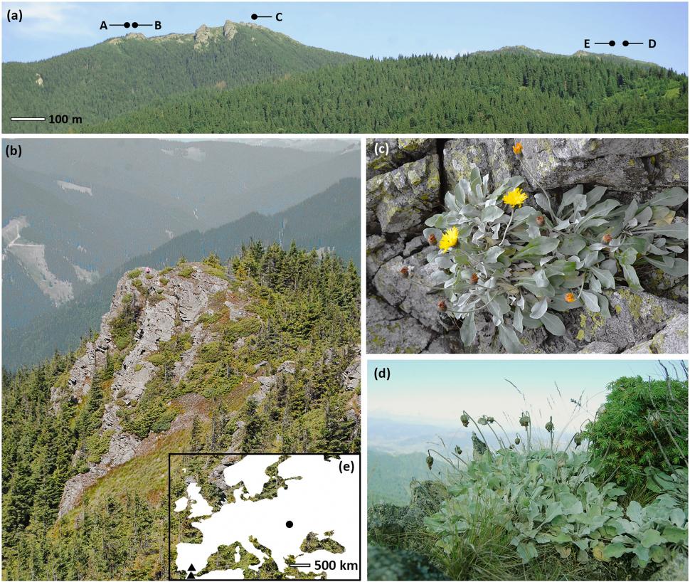 Plantă găsită în România, posibil cea mai veche de pe Terra: Andryala laevitomentosa a crescut timp de 60.000 de ani în același loc 933424