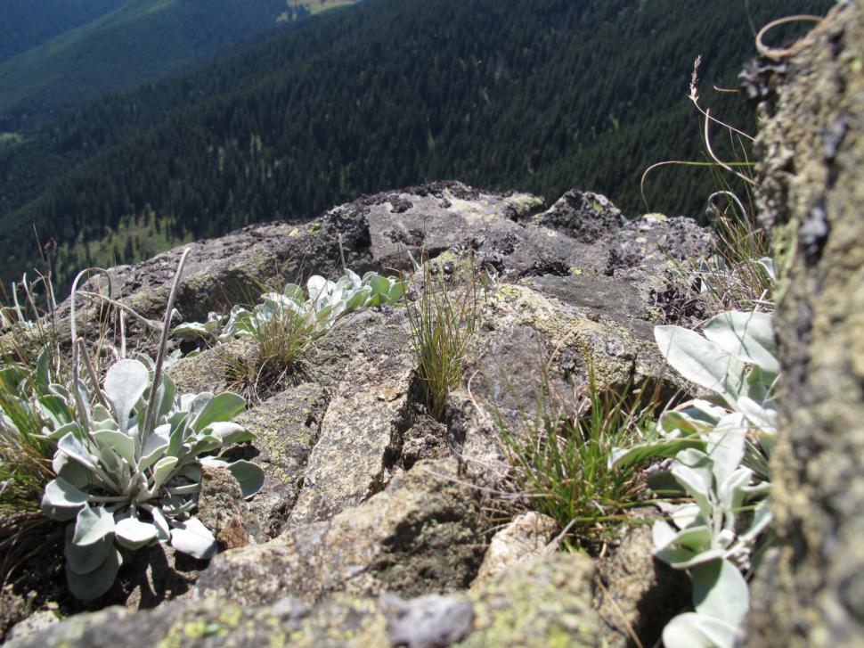 Plantă găsită în România, posibil cea mai veche de pe Terra: Andryala laevitomentosa a crescut timp de 60.000 de ani în același loc 933430
