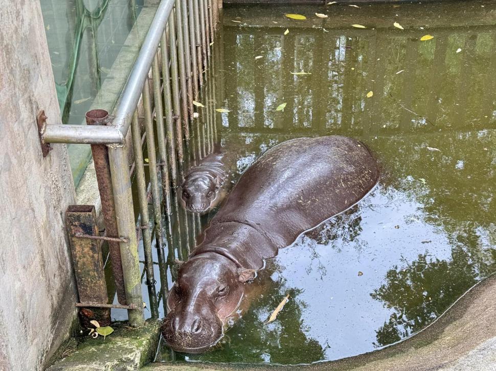 VIDEO: Un pui de hipopotam vedetă pe internet prezice victoria lui Donald Trump la alegerile prezidențiale din SUA 933324
