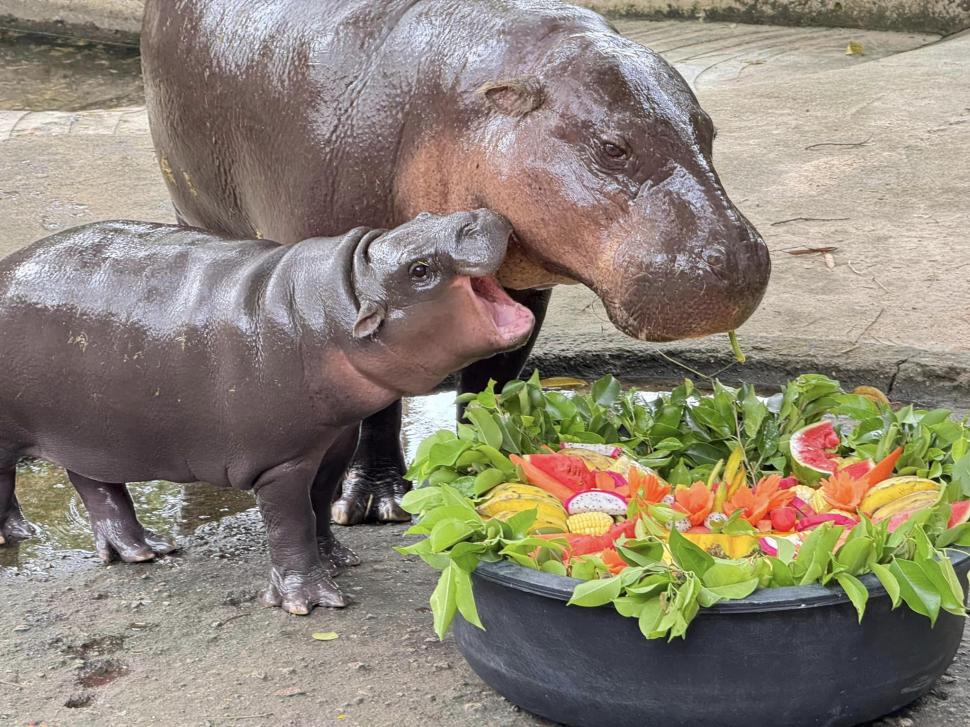 VIDEO: Un pui de hipopotam vedetă pe internet prezice victoria lui Donald Trump la alegerile prezidențiale din SUA 933325