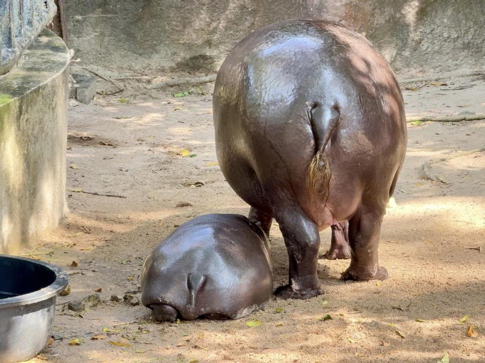 VIDEO: Un pui de hipopotam vedetă pe internet prezice victoria lui Donald Trump la alegerile prezidențiale din SUA 933329