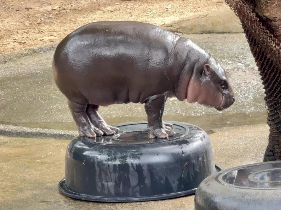 VIDEO: Un pui de hipopotam vedetă pe internet prezice victoria lui Donald Trump la alegerile prezidențiale din SUA 933330