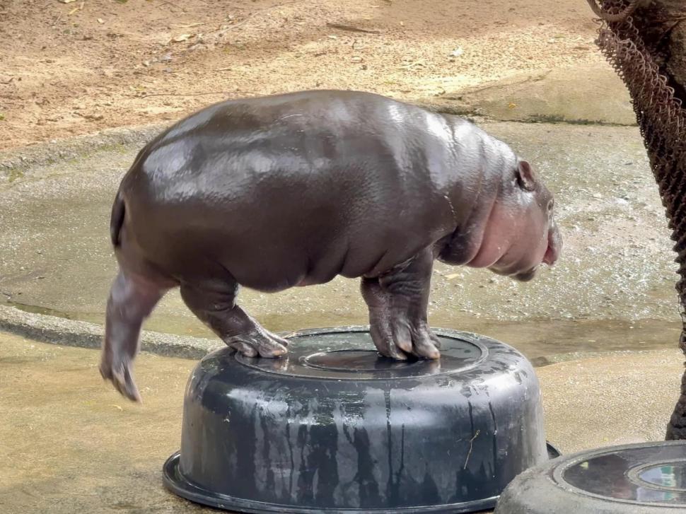 VIDEO: Un pui de hipopotam vedetă pe internet prezice victoria lui Donald Trump la alegerile prezidențiale din SUA 933331