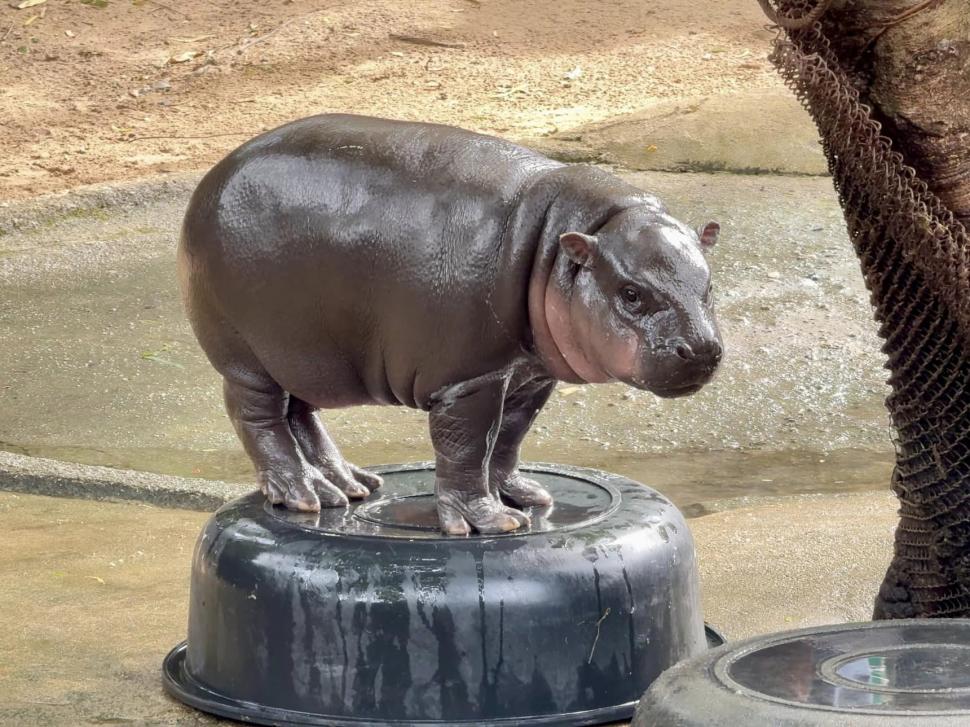 VIDEO: Un pui de hipopotam vedetă pe internet prezice victoria lui Donald Trump la alegerile prezidențiale din SUA 933332