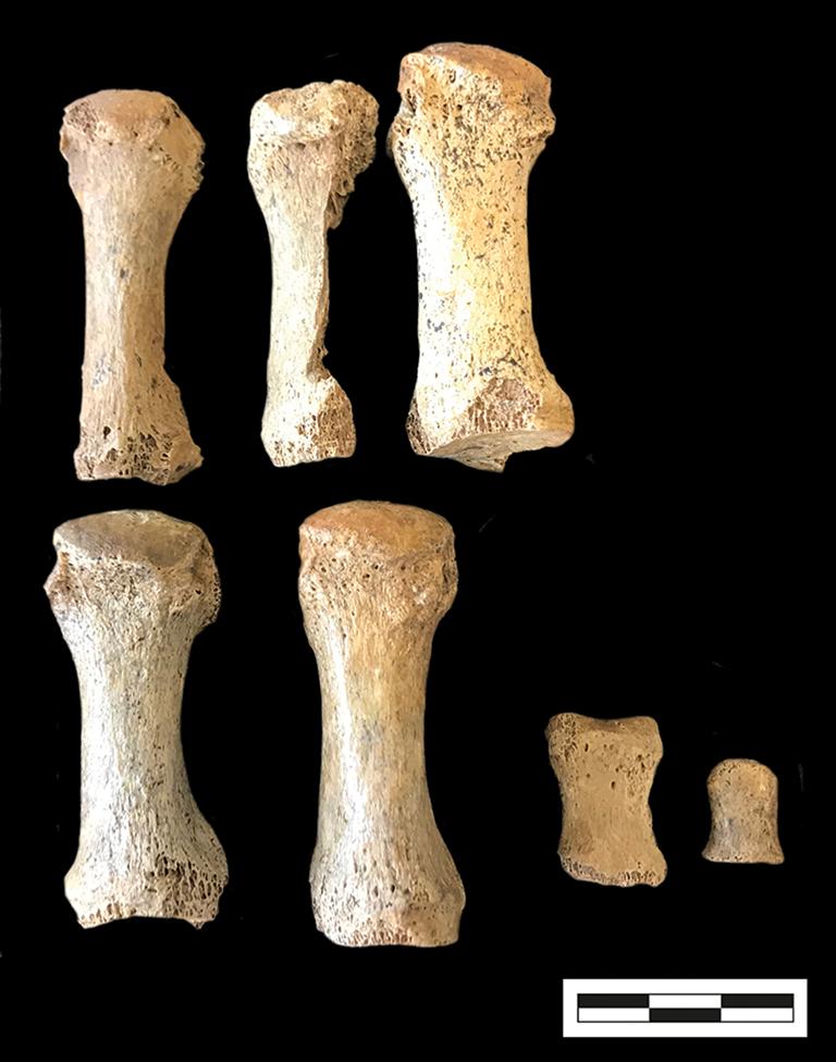 Descoperire arheologică surpriză: Un schelet puzzle antic care conține oasele a 5 persoane, alcătuit în decursul a 2.500 de ani 933633