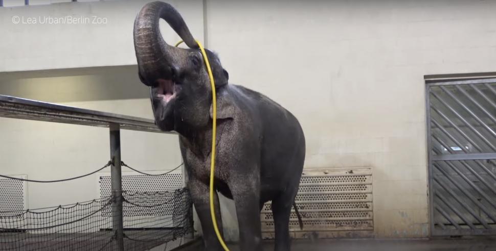 Elefantul Mary a învățat să se spele singur cu furtunul. Anchali, o femelă mai tânără, o sabota: i-a întrerupt dușul cu trompa 934512