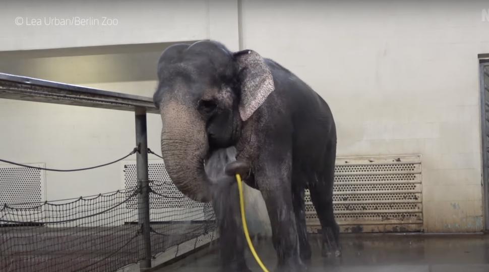 Elefantul Mary a învățat să se spele singur cu furtunul. Anchali, o femelă mai tânără, o sabota: i-a întrerupt dușul cu trompa 934513