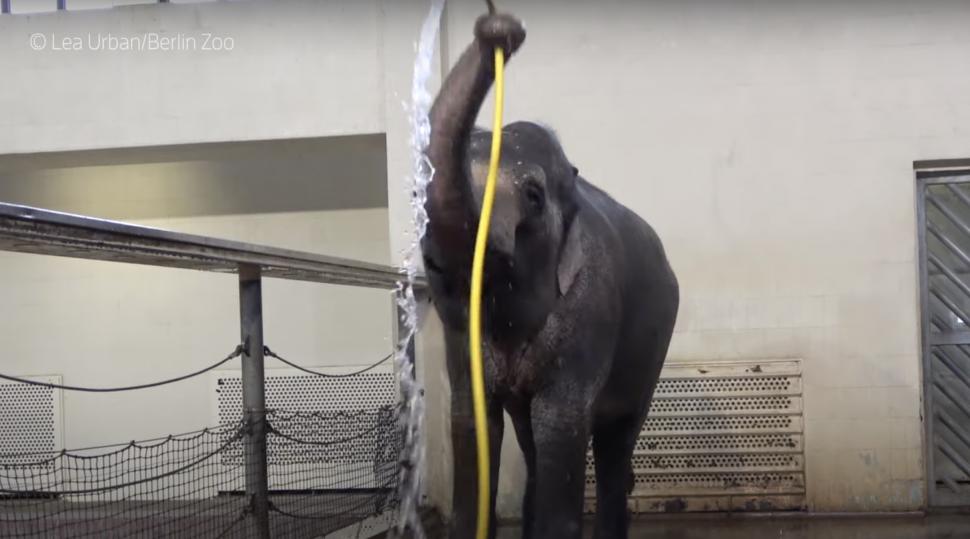 Elefantul Mary a învățat să se spele singur cu furtunul. Anchali, o femelă mai tânără, o sabota: i-a întrerupt dușul cu trompa 934514