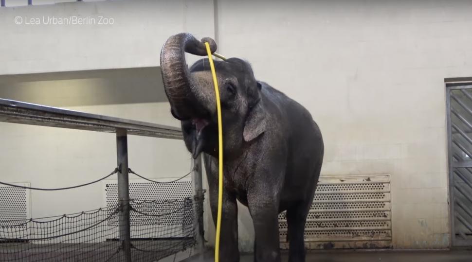 Elefantul Mary a învățat să se spele singur cu furtunul. Anchali, o femelă mai tânără, o sabota: i-a întrerupt dușul cu trompa 934515