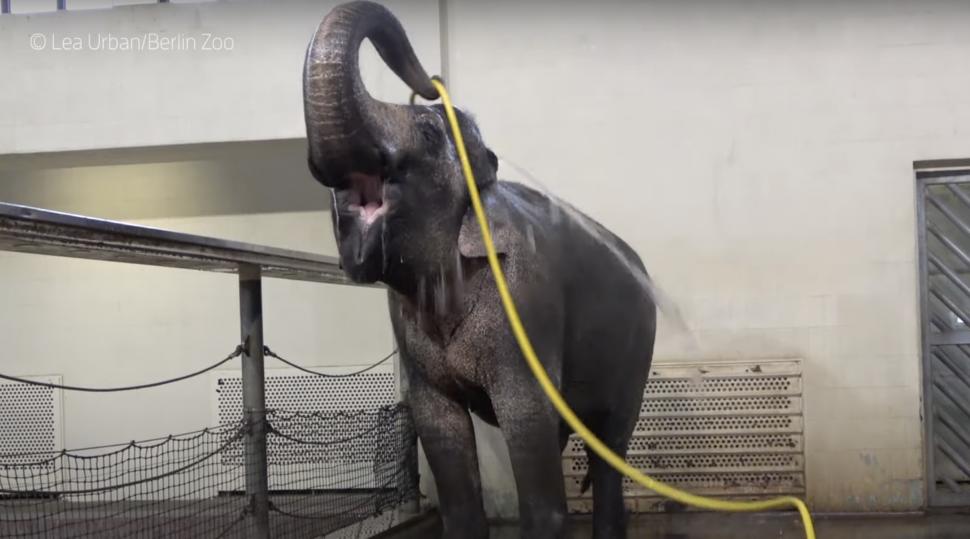 Elefantul Mary a învățat să se spele singur cu furtunul. Anchali, o femelă mai tânără, o sabota: i-a întrerupt dușul cu trompa 934516