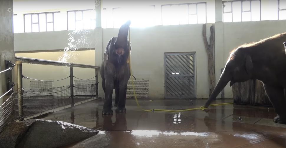 Elefantul Mary a învățat să se spele singur cu furtunul. Anchali, o femelă mai tânără, o sabota: i-a întrerupt dușul cu trompa 934517